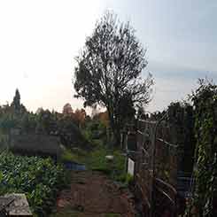 main path