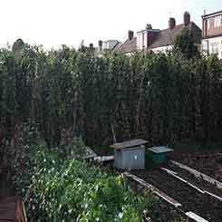 A plots front